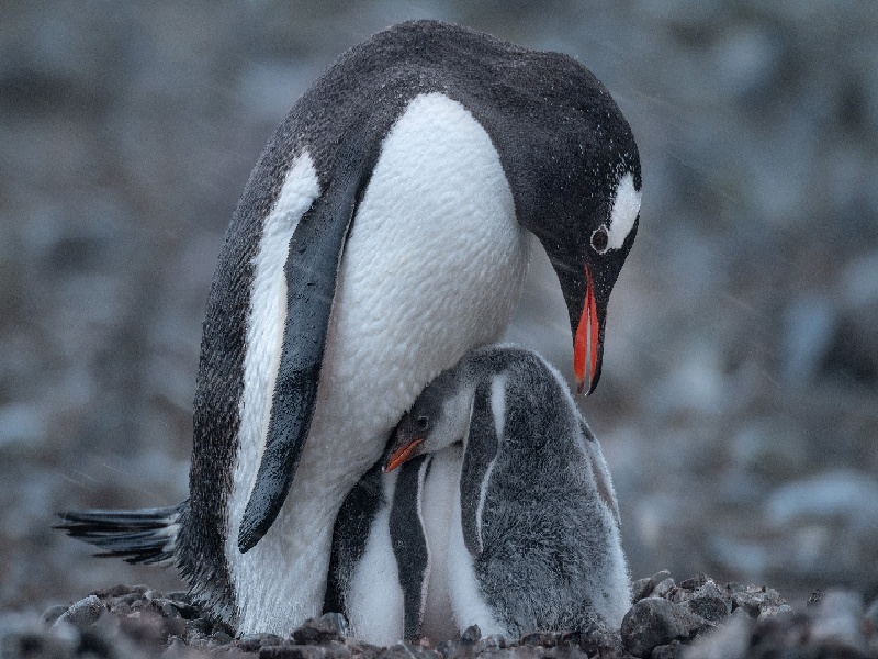 芦丹氏试管,自制试管加热架子